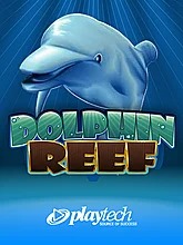 dolphin-reef
